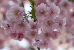 八重桜