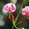 ユリの花1
