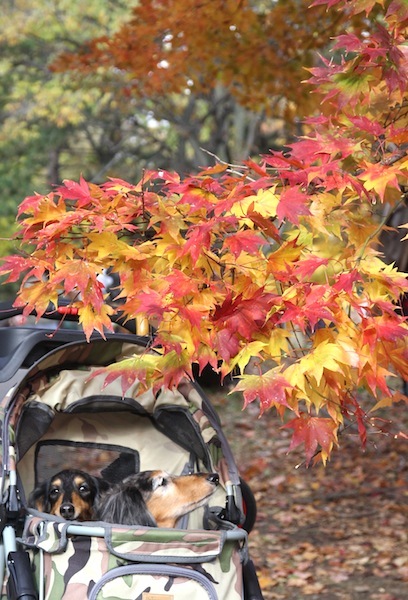 紅葉　No.3