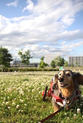 晴れた日の 公園散歩