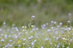 小さい花