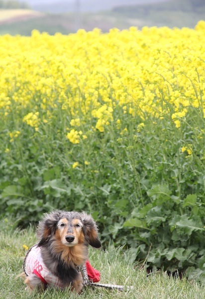 菜の花をバックに・・・。