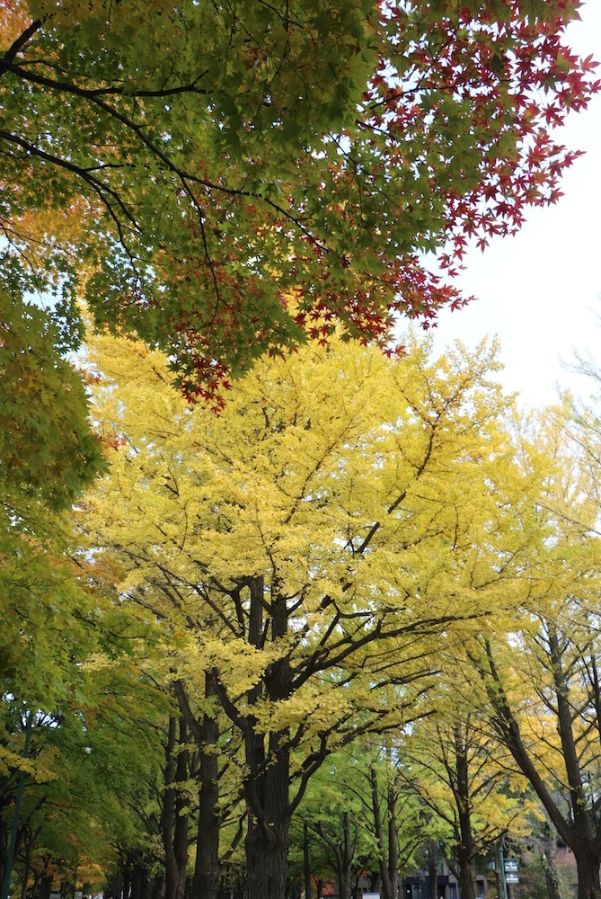 赤色と黄色