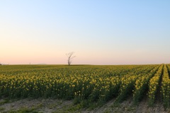 夕焼けと菜の花