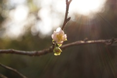 華一輪