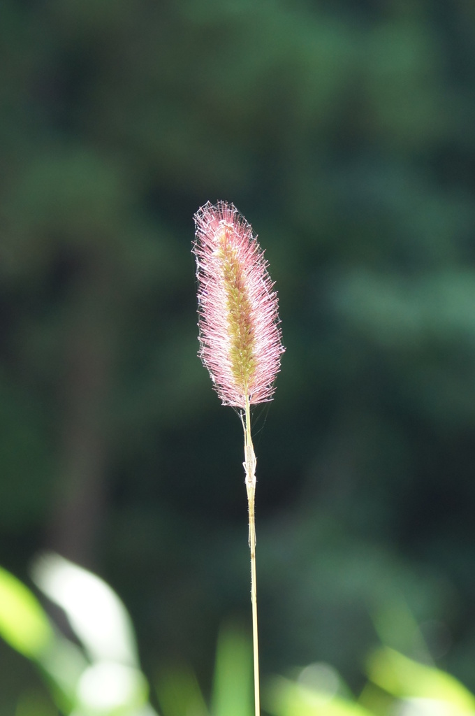 DSC00310