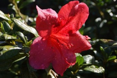 山茶花