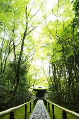 大徳寺　高桐院