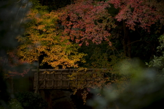 滝口寺　寺門の紅葉