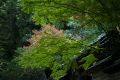 檀林寺　門前