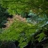 檀林寺　門前