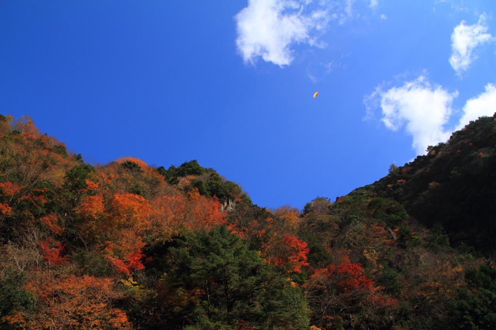 香落渓の木々と空と・・・？