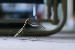カマキリ