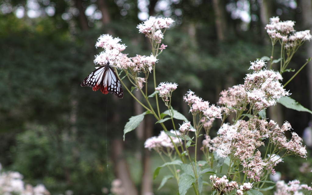 アサギマダラとフジバカマ