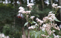 アサギマダラとフジバカマ