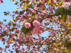 山桜