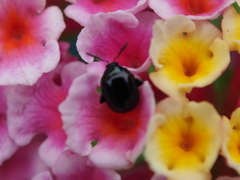 庭の花