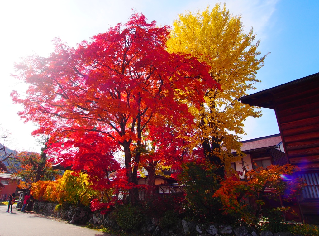 紅葉