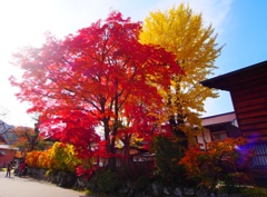 紅葉
