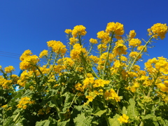 菜の花
