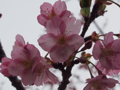 桜３