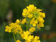 菜の花
