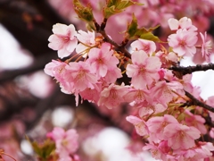 桜１