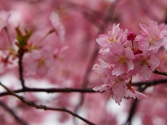 sakura