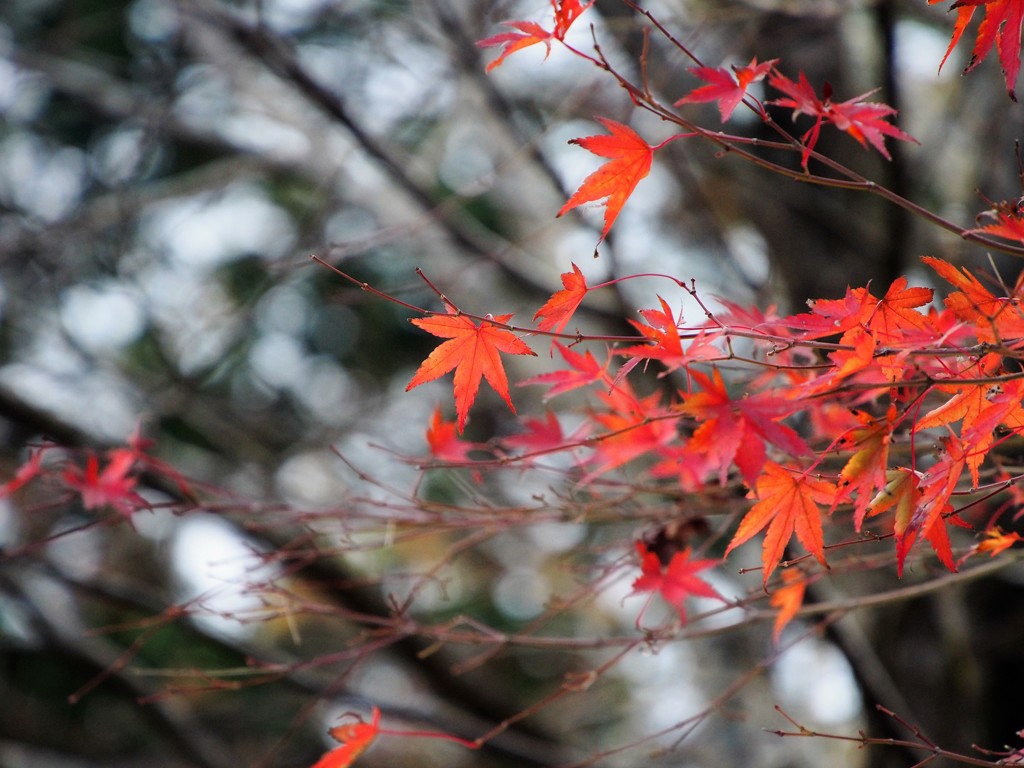 紅葉１