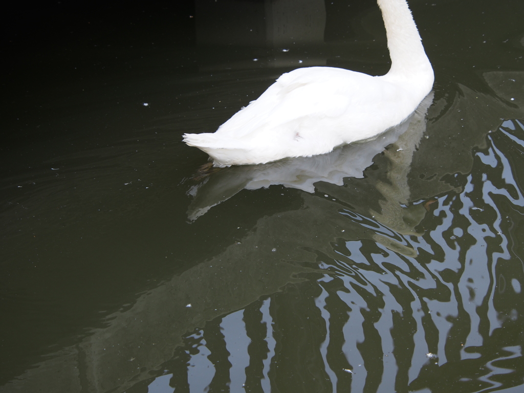 昆陽池公園