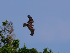 鳶