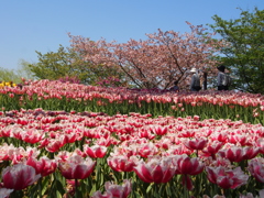 ひたち海浜公園３