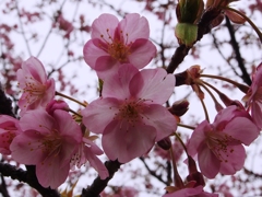桜２
