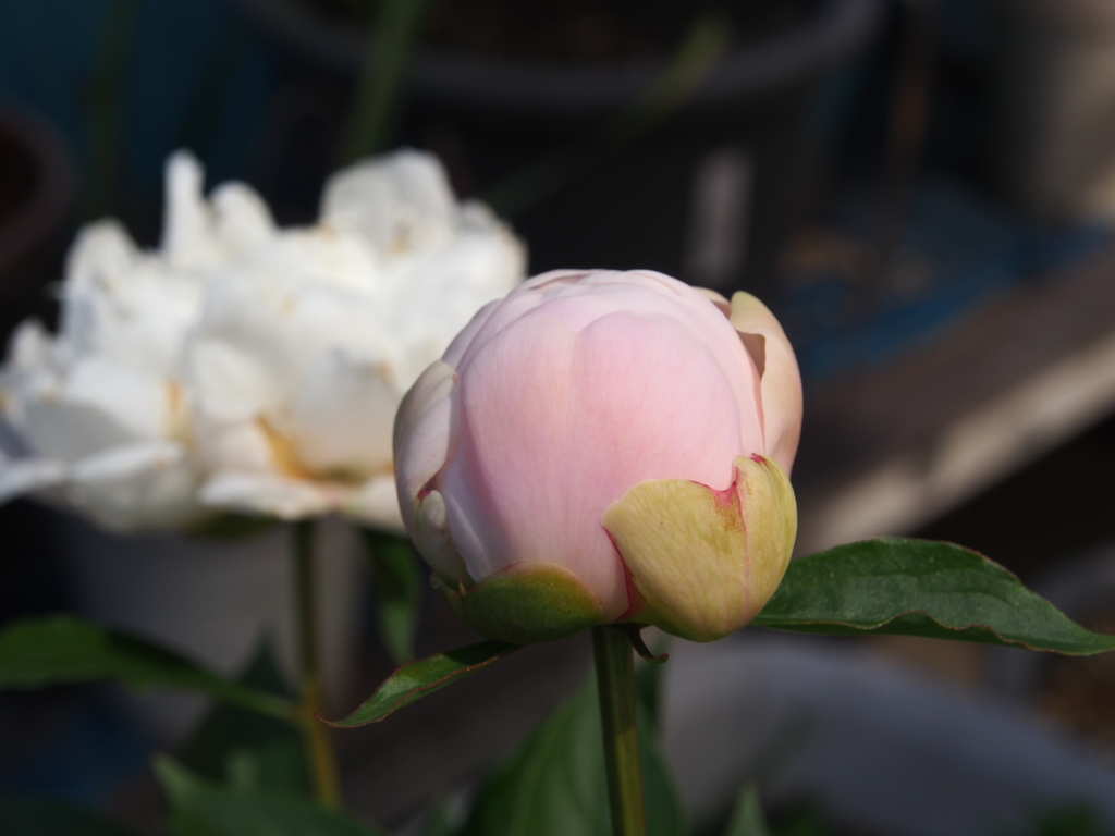 庭の花