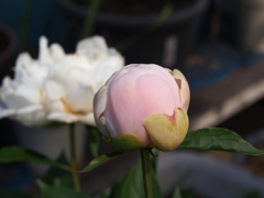 庭の花