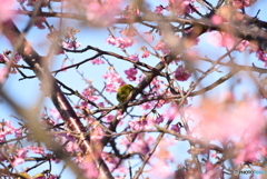 桜とメジロ