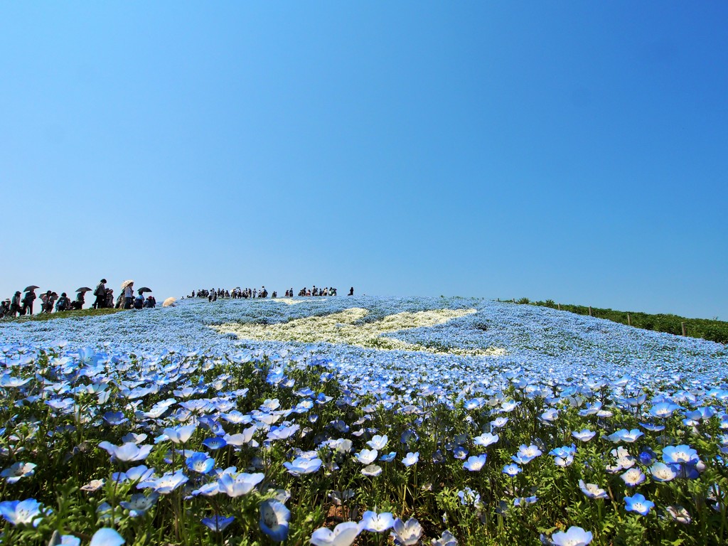 ひたち海浜公園２