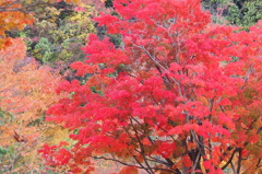 紅葉