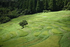 大山千枚田