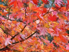 紅葉２