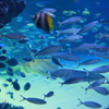 魚たち