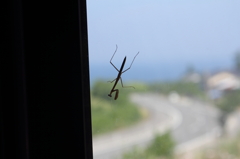 夏のカマキリ