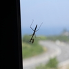 夏のカマキリ