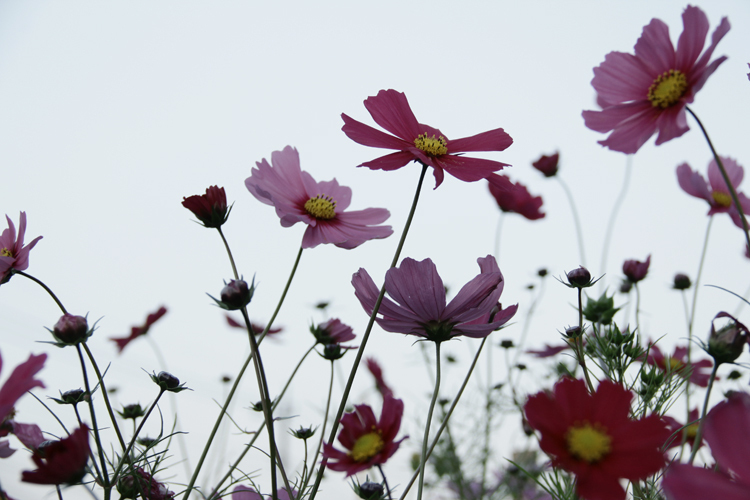 秋桜模様