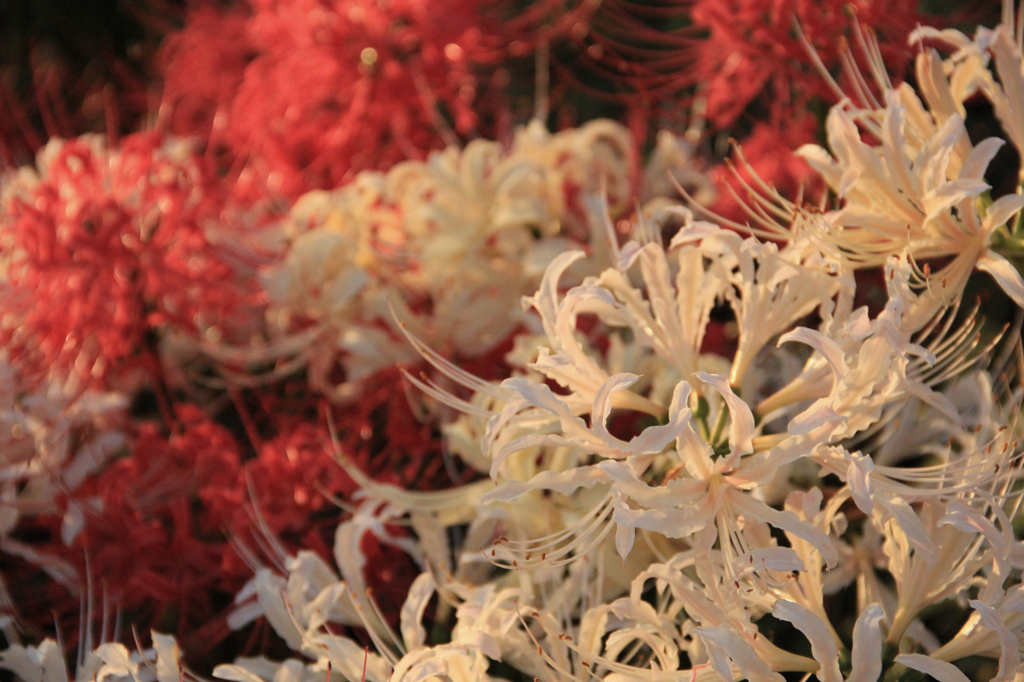紅白