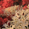 紅白