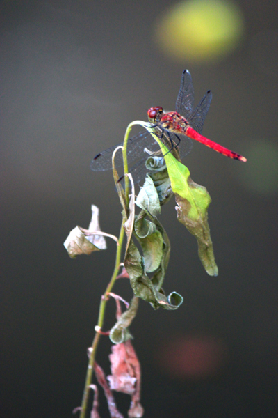 朽ちる夏緑　灯る秋紅