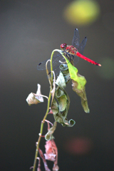 朽ちる夏緑　灯る秋紅
