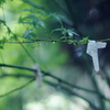 雨上がりに願う