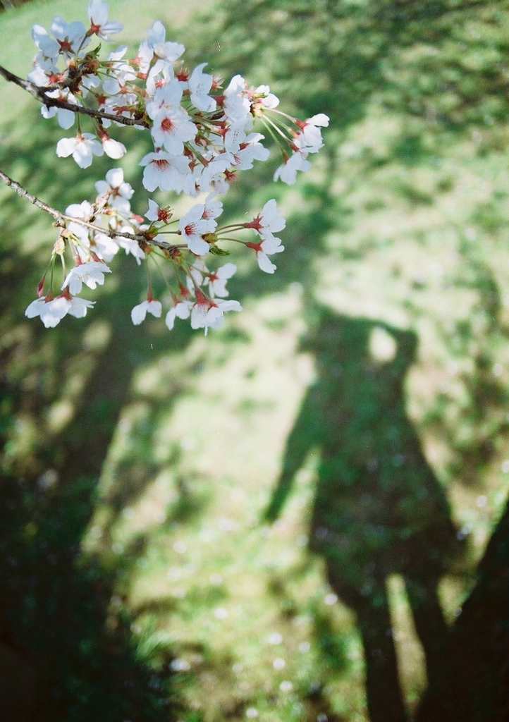 さよならSpring